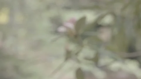 Flower Budding Stock Footage 198032232