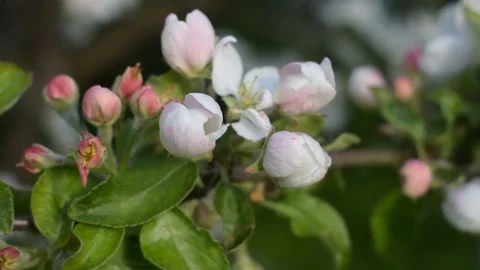 Flower buds of apple, close-up Stock Footage 146689724