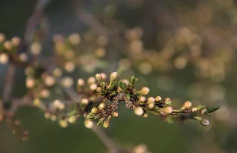 Flower buds of apple tree in spring garden Stock Photos