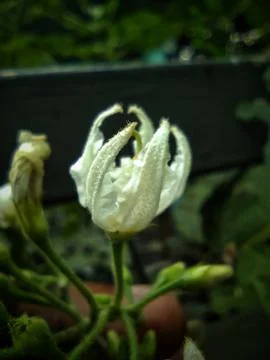Flower buds begin to bloom Stock Photos