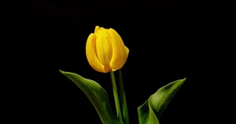 Flower buds that bloom in slow motion nature green garden flowers blossom Stock Footage 336450676