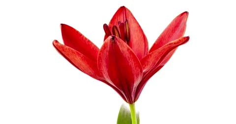 Flower buds that bloom in slow motion nature green garden flowers blossom 스톡 동영상 336450716