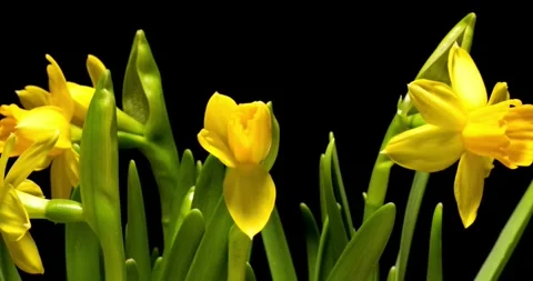 Flower buds that bloom in slow motion nature green garden flowers blossom Video stock 336450854