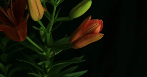 Flower buds that bloom in slow motion nature green garden flowers blossom Stock-Footage 336450859
