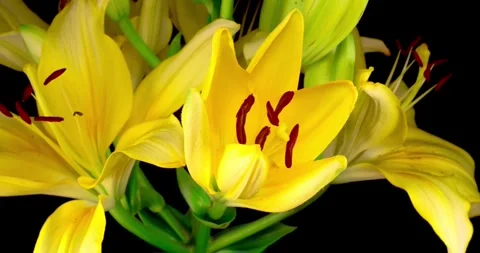 Flower buds that bloom in slow motion nature green garden flowers blossom Stock-Footage 336450895