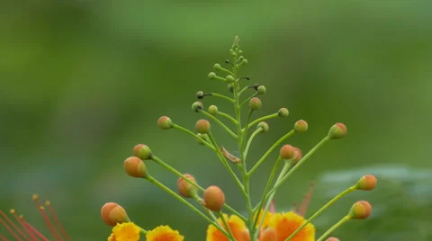 Flower buds to bloom in Spring Stock Footage 48944216