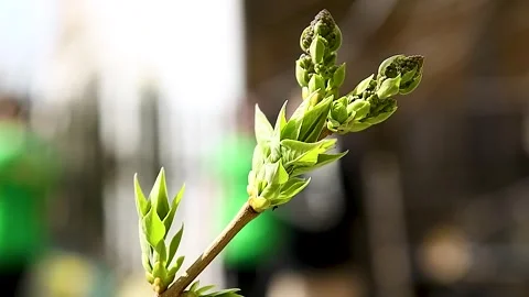 Flower buds bloom on a tree on a sunny spring day. Stock Footage 305988345