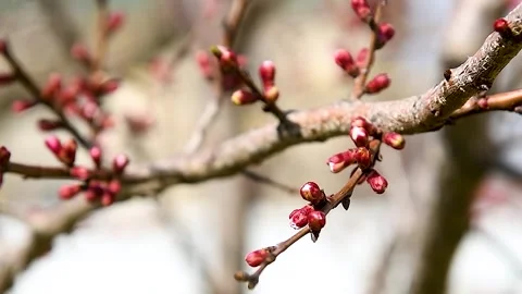 Flower buds bloom on a tree on a sunny spring day. Stock Footage 305988346