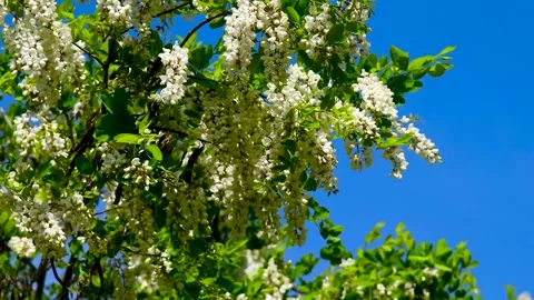 Flower buds bloom on a tree on a sunny spring day. Stock Footage 306547865