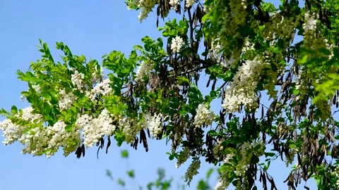Flower buds bloom on a tree on a sunny spring day. Stock Footage 310045478