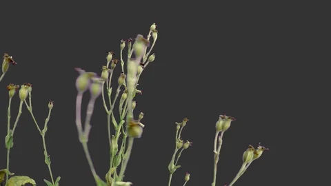 Flower buds blowing in wind 4K close-up with alpha Stock Footage 94394631