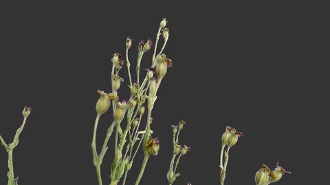 Flower buds blowing in the wind close-up with alpha Stock Footage 94394575