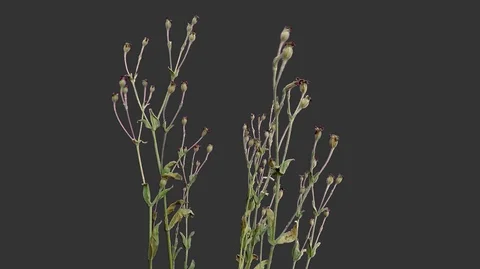 Flower buds blowing in the wind medium with alpha Stock Footage 94394595