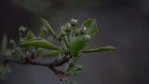 The flower buds on the branch of a pear tree. Selective focus Stock Footage 75244746