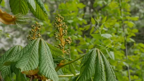 Flower buds of a chestnut tree Stock Footage 132351734