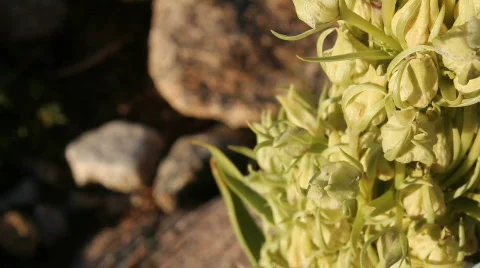 Flower Buds, Close up Stock Footage 810296