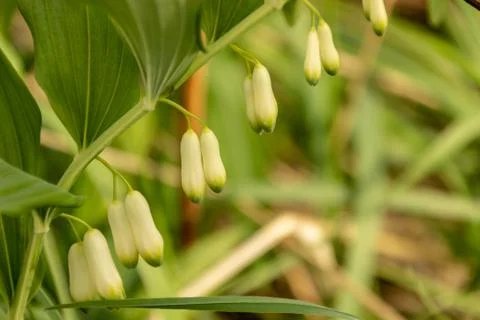 Flower buds close-up Stock Photos
