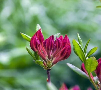 Flower buds of deciduous azalea of Tunis variety on green background of grass Stock Photos