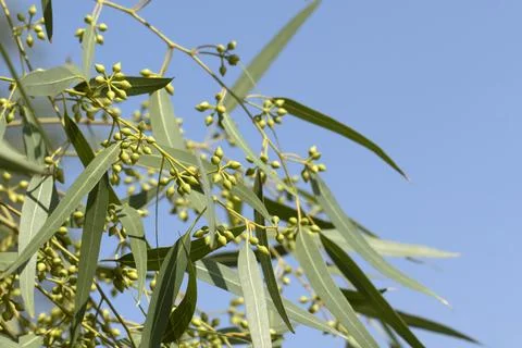 Flower buds of an eucalyptus tree in October Fotos de archivo