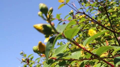 Flower Buds Stock-Footage 6526335