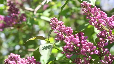 FLOWER BUDS Stock Footage 183090646