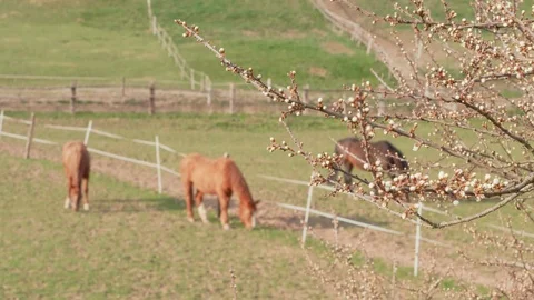 Flower buds of fruit tree and grazing horses in farm paddock Stock Footage 107940615
