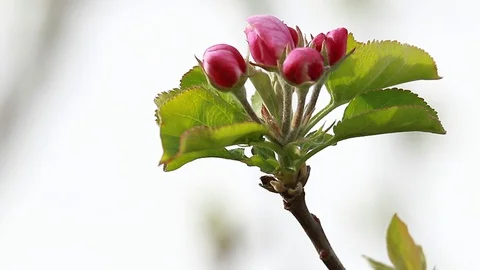 Flower buds Granny Smith apples in the garden in the spring Stock Footage 129495112