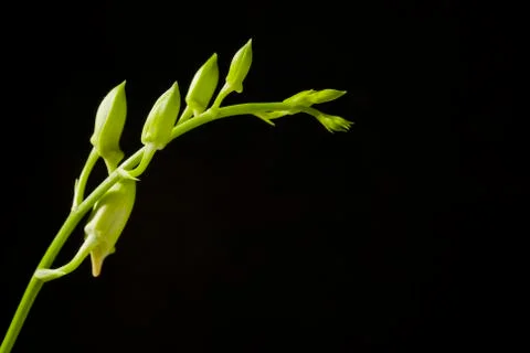Flower buds Stock Photos