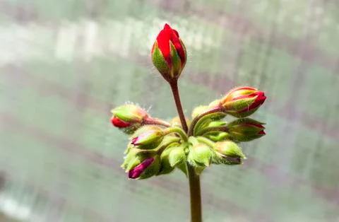 Flower buds Foto stock