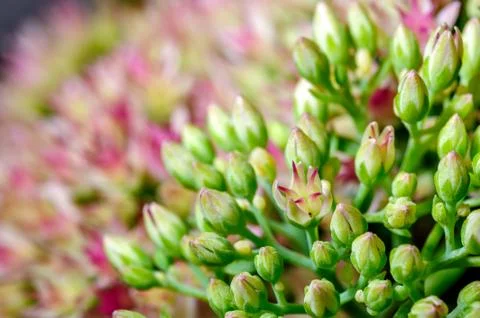 Flower buds Stock Photos