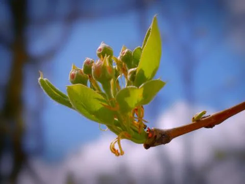 Flower buds Stock Photos