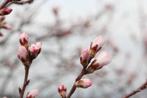 Flower Buds Stockfoto's