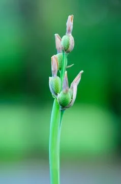Flower Buds Foto stock