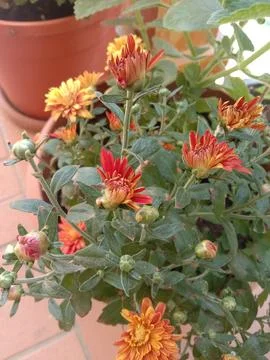 Flower buds 库存照片