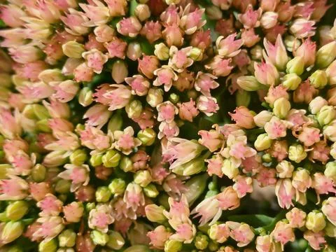 Flower buds Stock Photos