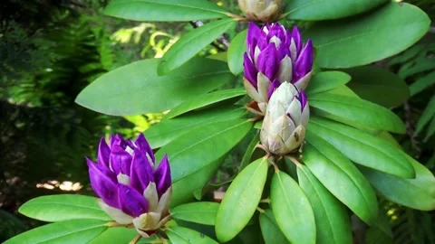Flower buds of the Rhododendron.  Stock Footage 150167273