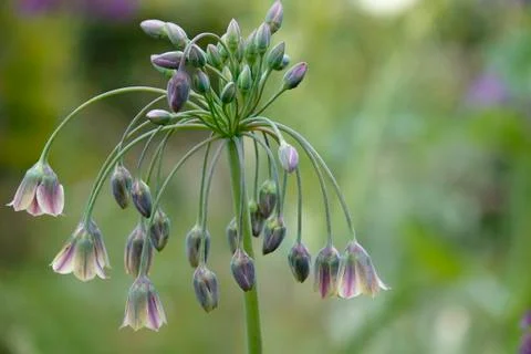 Flower buds in springtime Stock Photos