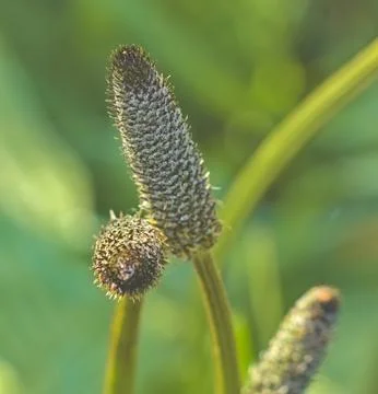 Flower buds in the sun Stock Photos
