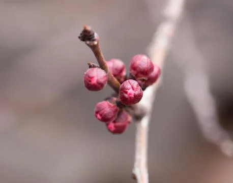 Flower buds on a tree. macro Stock Photos
