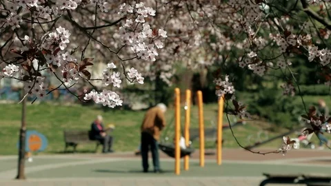 Flower buds on trees Stock Footage 105057775