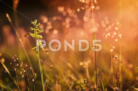 Flower buds at twilight Stock Photos