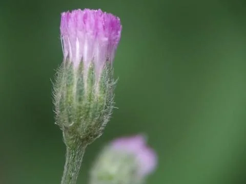 Flower buds will bloom Stockfoto's