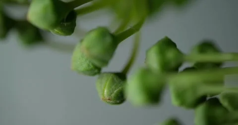 Flower buds in the wind extreme microscope close-up 스톡 동영상 293800652