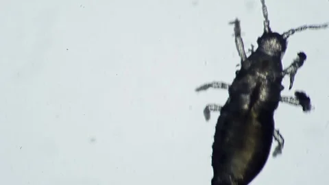 Flower bug parasite isolated on a white background crawling up Video stock 121982066