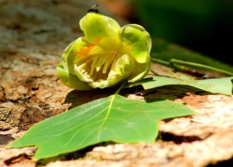 Flower bug Stock Photos