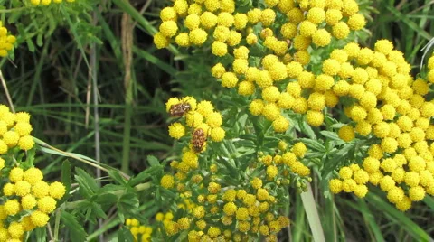 Flower with Bugs Stock-Footage 1086564