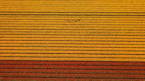 Flower bulb field from drone Stock Footage 74870749
