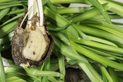 Flower Bulbs Stock Photos