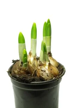 Flower Bulbs Stock Photos