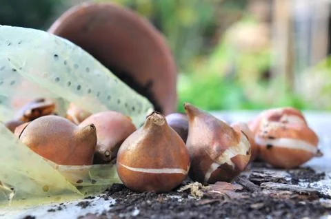 Flower bulbs Stock Photos